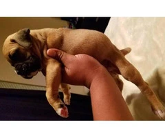 pure boxer puppies for sale