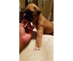 pure boxer puppies for sale - 2