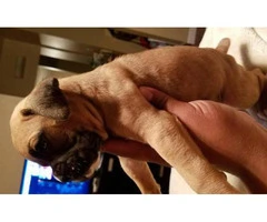 pure boxer puppies for sale - 3
