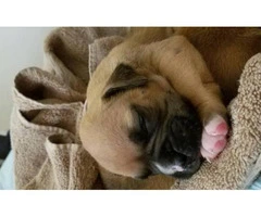 pure boxer puppies for sale - 4