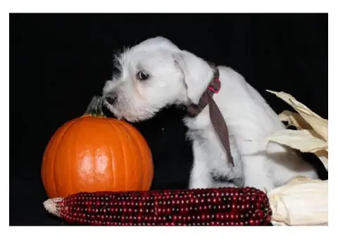 white mini schnauzer puppies for sale