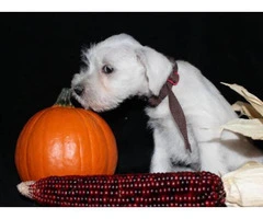 white mini schnauzer puppies for sale