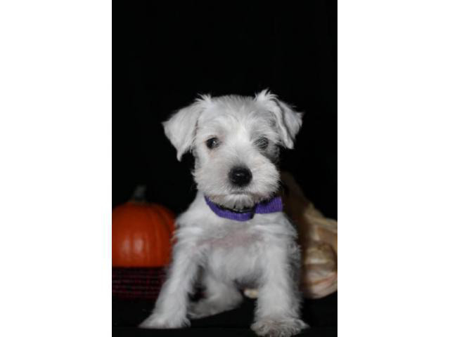 white mini schnauzer puppies for sale in Palm Springs, California - Puppies for Sale Near Me
