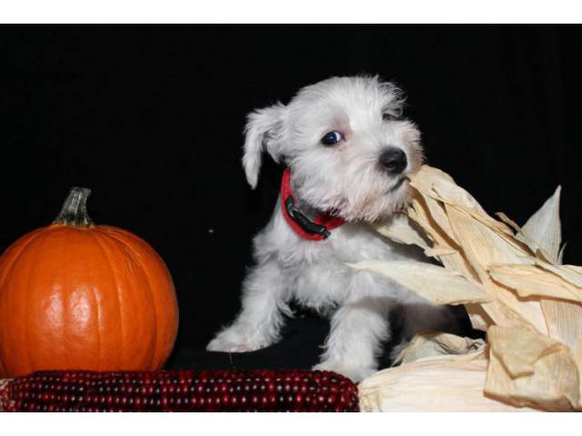 white mini schnauzer puppies for sale in Palm Springs ...