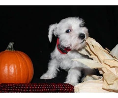white mini schnauzer puppies for sale - 3