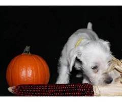 white mini schnauzer puppies for sale - 4