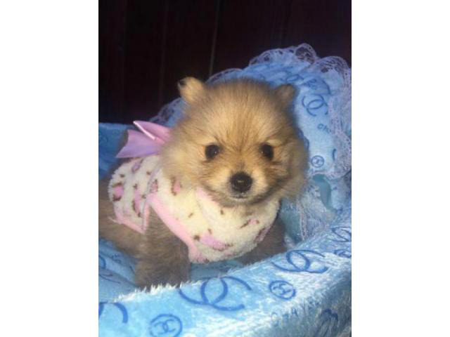 Teacup Toy Pomeranian Puppies for Sale in Apache Junction
