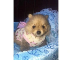 Teacup Toy Pomeranian Puppies for Sale - 1