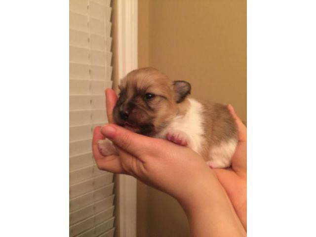 Teacup Toy Pomeranian Puppies for Sale Apache Junction - Puppies for