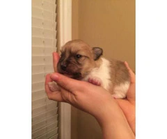 Teacup Toy Pomeranian Puppies for Sale - 2