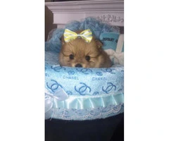 Teacup Toy Pomeranian Puppies for Sale - 3