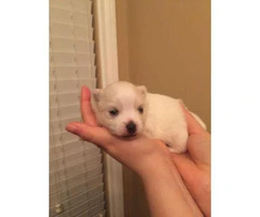 Teacup Toy Pomeranian Puppies for Sale - 4