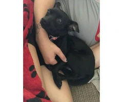Black Chihuahua Puppies - 3