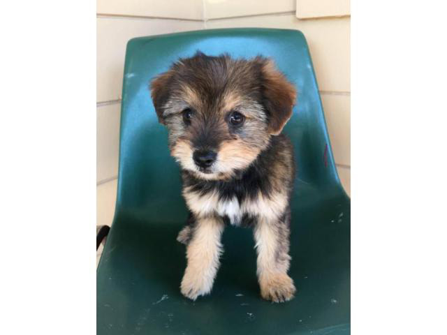 yorkie and pomeranian mix Orange - Puppies for Sale Near Me