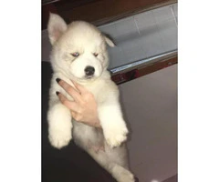 wooly siberian husky puppies for sale - 1