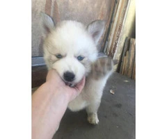 wooly siberian husky puppies for sale - 2