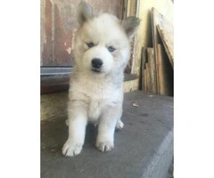wooly siberian husky puppies for sale - 3
