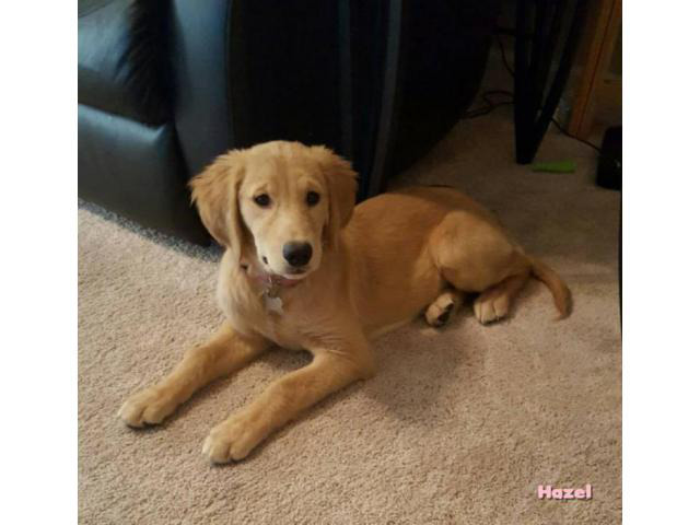 puppy golden retriever in Cordova, Tennessee - Puppies for ...