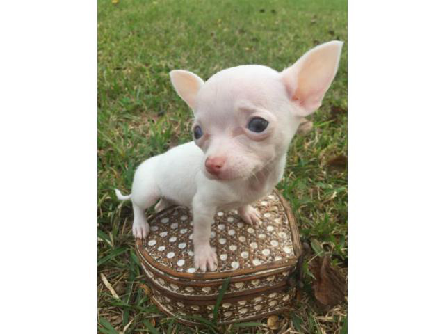 chi puppies for sale near me