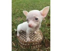 teacup applehead chihuahua puppies for sale - 1
