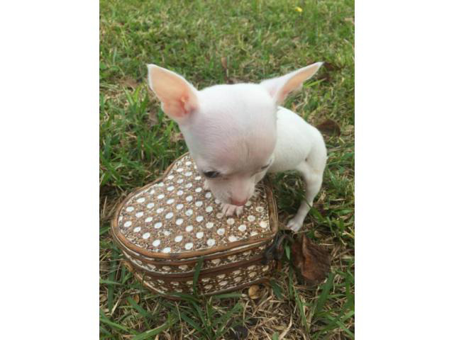 teacup applehead chihuahua puppies for sale in Houston