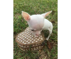 teacup applehead chihuahua puppies for sale - 2
