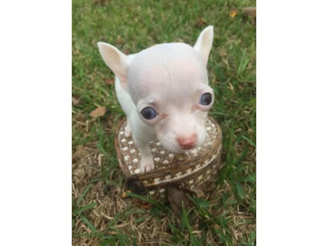 teacup applehead chihuahua puppies for sale in Houston