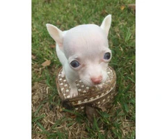 teacup applehead chihuahua puppies for sale - 3