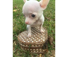 teacup applehead chihuahua puppies for sale - 4
