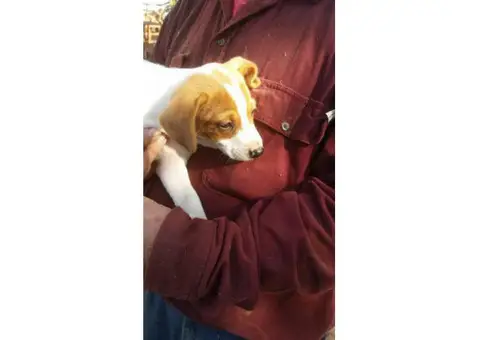 raggle puppies for sale