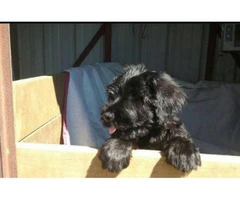giant schnauzer puppies for sale in texas - 2
