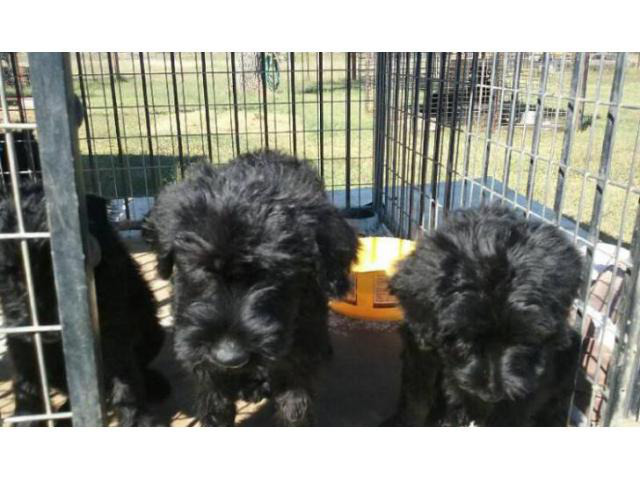 giant schnauzer puppies for sale in texas in Dallas, Texas