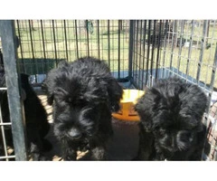 giant schnauzer puppies for sale in texas - 3