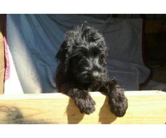 giant schnauzer puppies for sale in texas - 4