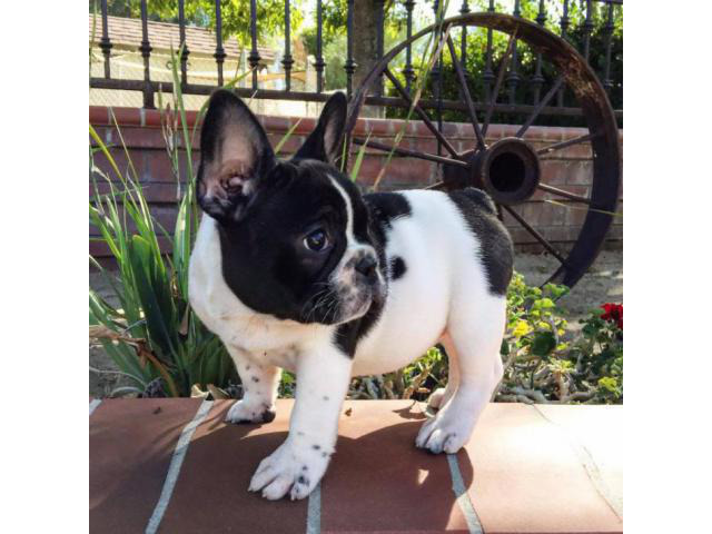 French Bulldog Puppy CA in Imperial, California Puppies