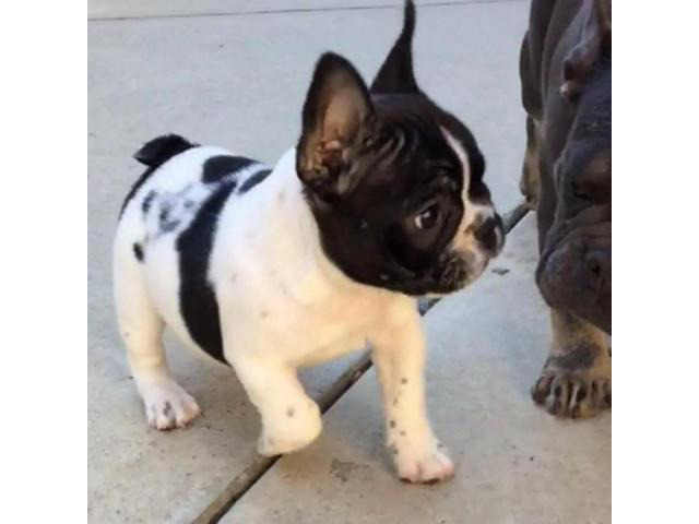French Bulldog Puppy CA in Imperial, California Puppies