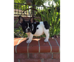 French Bulldog Puppy CA in Imperial, California - Puppies ...