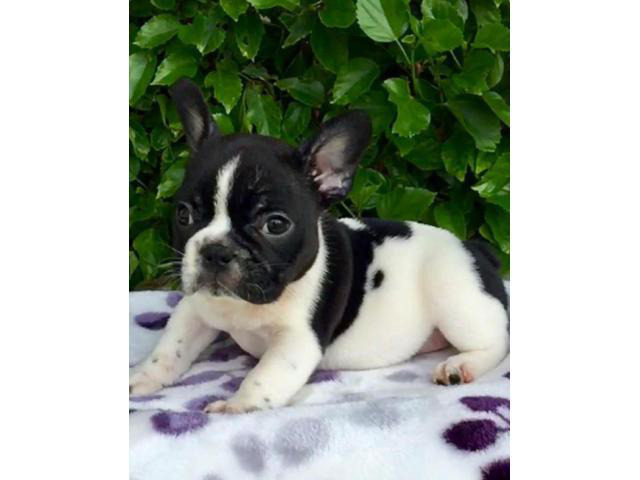 French Bulldog Puppy CA in Imperial, California - Puppies for Sale Near Me