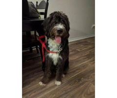 bernedoodle puppies for sale - 3