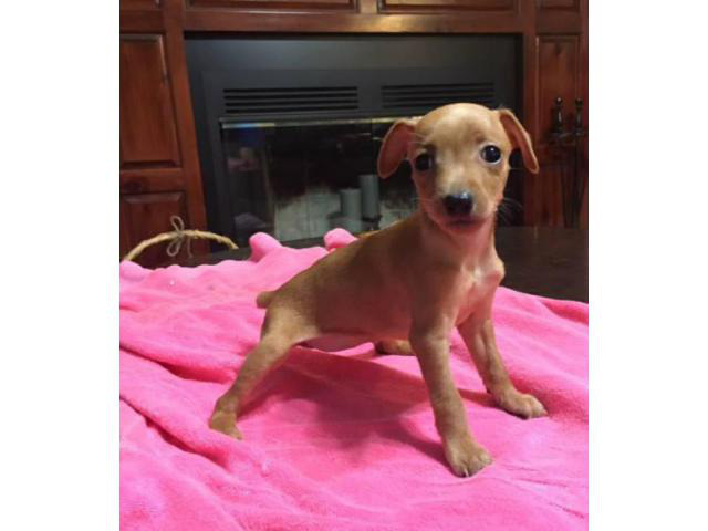 miniature pinscher puppy for sale in Athens, Georgia ...