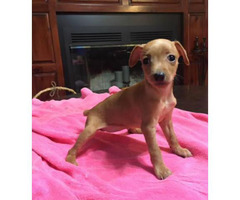 Miniature Pinscher Puppy for sale by owner - page 3 ...