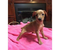 miniature pinscher puppy for sale