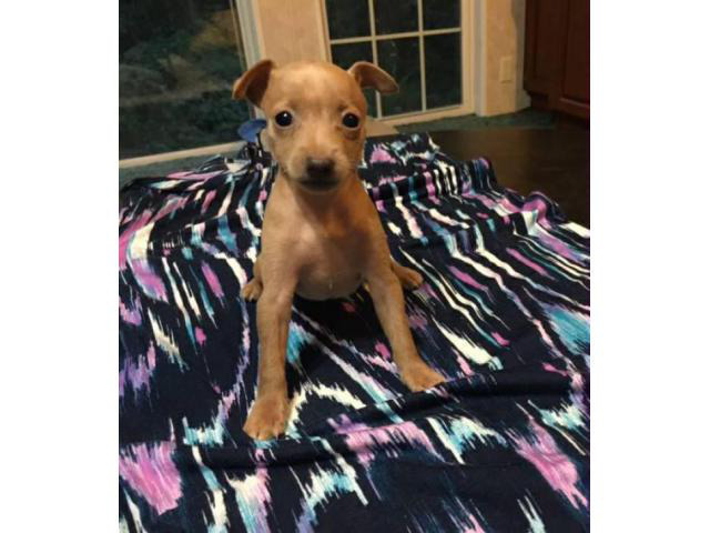 miniature pinscher puppy for sale in Athens, Georgia ...