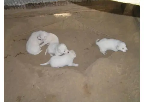 akbash puppies for sale