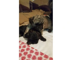 2 male cockapoo puppies for sale - 2