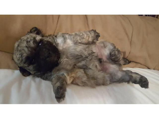 2 male cockapoo puppies for sale in Eau Claire, Wisconsin ...