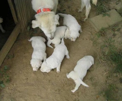 akbash puppies for sale