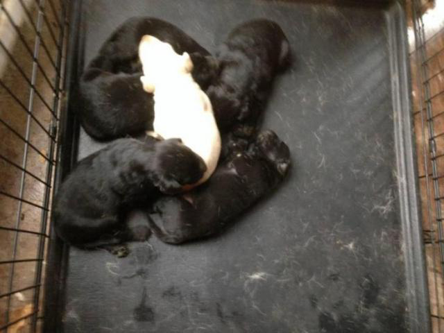 black lab puppy in , Indiana - Puppies for Sale Near Me