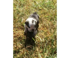 Black and white female English Bulldog Puppy
