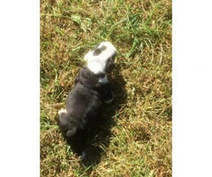Black and white female English Bulldog Puppy - 5